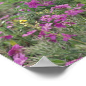 USA, Texas Hill Country. Bluebonnets among phlox Poster (Ecke)