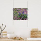 USA, Texas Hill Country. Bluebonnets among phlox Poster (Küche)