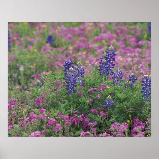 USA, Texas Hill Country. Bluebonnets among phlox Poster (Vorne)