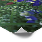 USA, Texas Hill Country. Bluebonnets and Poster (Ecke)