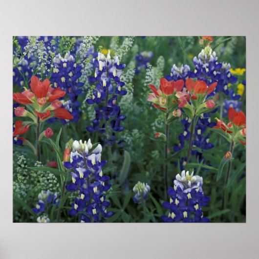 USA, Texas Hill Country. Bluebonnets and Poster (Vorne)