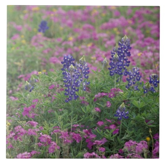 USA, Texas Hill Country. Bluebonnets Fliese (Vorderseite)