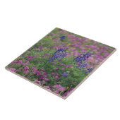 USA, Texas Hill Country. Bluebonnets Fliese (Seite)