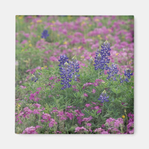 USA, Texas Hill Country. Bluebonnets Magnet