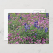 USA, Texas Hill Country. Bluebonnets Postkarte (Vorne/Hinten)