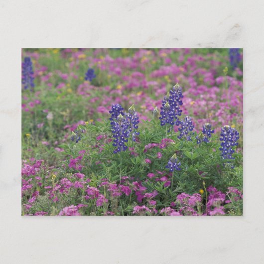 USA, Texas Hill Country. Bluebonnets Postkarte (Vorderseite)