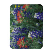 USA, Texas Hill Country. Bluebonnets und Magnet (Vertikal)