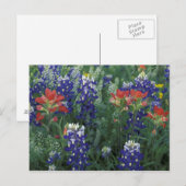 USA, Texas Hill Country. Bluebonnets und Postkarte (Vorne/Hinten)