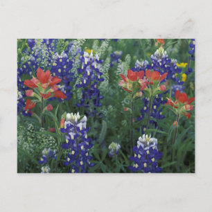 USA, Texas Hill Country. Bluebonnets und Postkarte