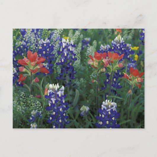 USA, Texas Hill Country. Bluebonnets und Postkarte (Vorderseite)