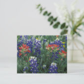 USA, Texas Hill Country. Bluebonnets und Postkarte (Stehend Vorderseite)