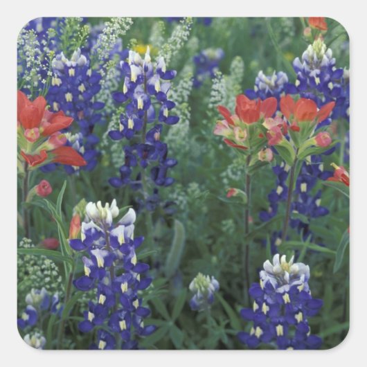 USA, Texas Hill Country. Bluebonnets und Quadratischer Aufkleber (Vorderseite)
