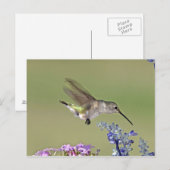 USA, Texas, Hill Country. Schwarz-Kinn Postkarte (Vorne/Hinten)