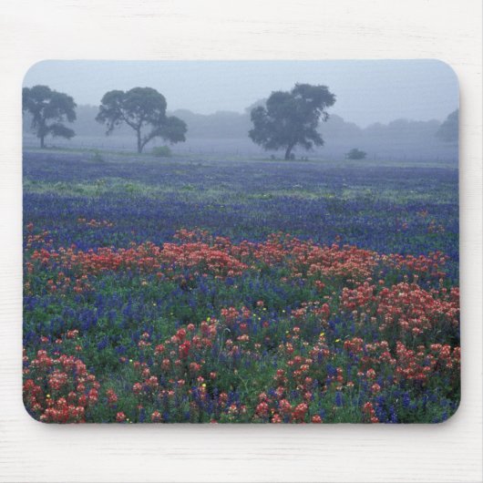USA, Texas, in der Nähe von Lytle Fog, Eichen, bla Mousepad (Vorne)