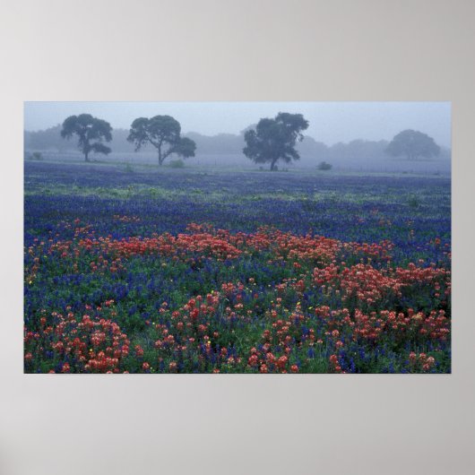 USA, Texas, in der Nähe von Lytle Fog, Eichen, bla Poster (Vorne)