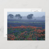 USA, Texas, in der Nähe von Lytle Fog, Eichen, bla Postkarte (Vorne/Hinten)