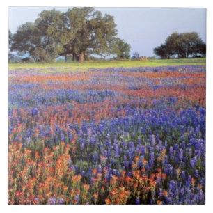 USA, Texas, Llano. Blau- und Rotbonnets Fliese