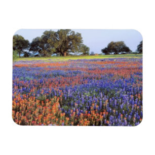 USA, Texas, Llano. Blaue und rote Lupinen Magnet