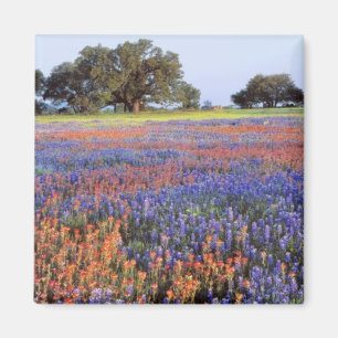 USA, Texas, Llano. Blaue und rote Mohnblumen Magnet
