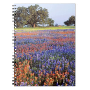 USA, Texas, Llano. Blaue und rote Mohnblumen Notizblock