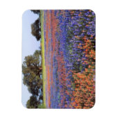 USA, Texas, Llano. Bluebonette und Rotbarnet Magnet (Vertikal)