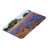 USA, Texas, Llano. Bluebonette und Rotbarnet Magnet (Linke Seite)