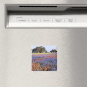 USA, Texas, Llano. Bluebonette und Rotbarnet Magnet (In Situ (Geschirrspüler))