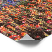 USA, Texas, Llano. Bluebonette und Rotbarnet Poster (Ecke)