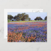 USA, Texas, Llano. Bluebonette und Rotbarnet Postkarte (Vorne/Hinten)