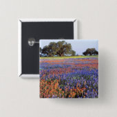 USA, Texas, Llano. Bluebonetze und Rotbonbons Button (Vorne & Hinten)