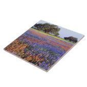 USA, Texas, Llano. Bluebonetze und Rotbonbons Fliese (Seite)