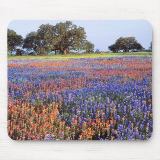 USA, Texas, Llano. Bluebonetze und Rotbonbons Mousepad (Vorne)