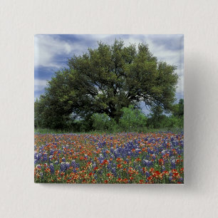 USA, Texas, Marble Falls Paintbrush und Button
