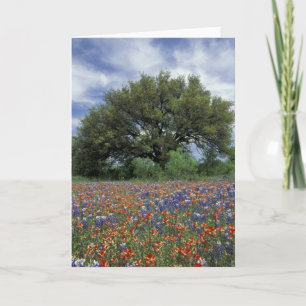 USA, Texas, Marble Falls Paintbrush und Karte