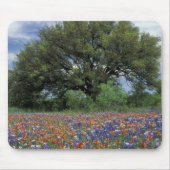 USA, Texas, Marble Falls Paintbrush und Mousepad (Vorne)