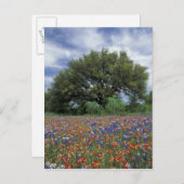 USA, Texas, Marble Falls Paintbrush und Postkarte (Vorne/Hinten)