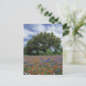 USA, Texas, Marble Falls Paintbrush und Postkarte (Stehend Vorderseite)