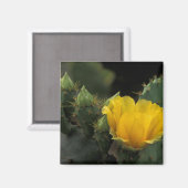 USA, Texas, Prickly Pear Cactus in Blüte. Magnet (Vorderseite/Rückseite)