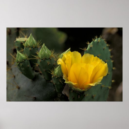 USA, Texas, Prickly Pear Cactus in Blüte. Poster (Vorne)