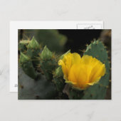 USA, Texas, Prickly Pear Cactus in Blüte. Postkarte (Vorne/Hinten)