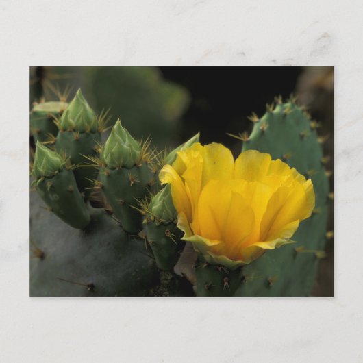 USA, Texas, Prickly Pear Cactus in Blüte. Postkarte (Vorderseite)