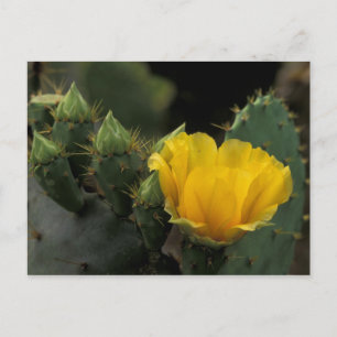 USA, Texas, Prickly Pear Cactus in Blüte. Postkarte