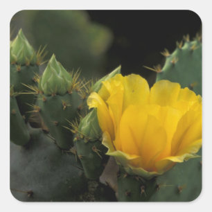 USA, Texas, Prickly Pear Cactus in Blüte. Quadratischer Aufkleber