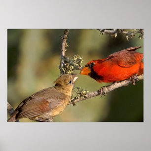 USA, Texas, Rio Grande-Tal, McAllen. Verbunden Poster