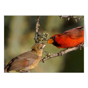 USA, Texas, Rio Grande Valley, McAllen. gemasert