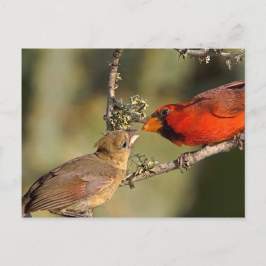 USA, Texas, Rio Grande Valley, McAllen. gemasert Postkarte (Vorderseite)