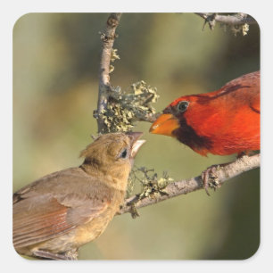 USA, Texas, Rio Grande Valley, McAllen. gemasert Quadratischer Aufkleber