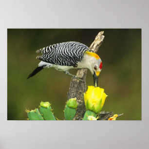 USA, Texas, Rio Grande Valley, McAllen. Mann Poster