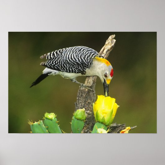 USA, Texas, Rio Grande Valley, McAllen. Mann Poster (Vorne)