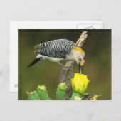 USA, Texas, Rio Grande Valley, McAllen. Mann Postkarte (Vorne/Hinten)